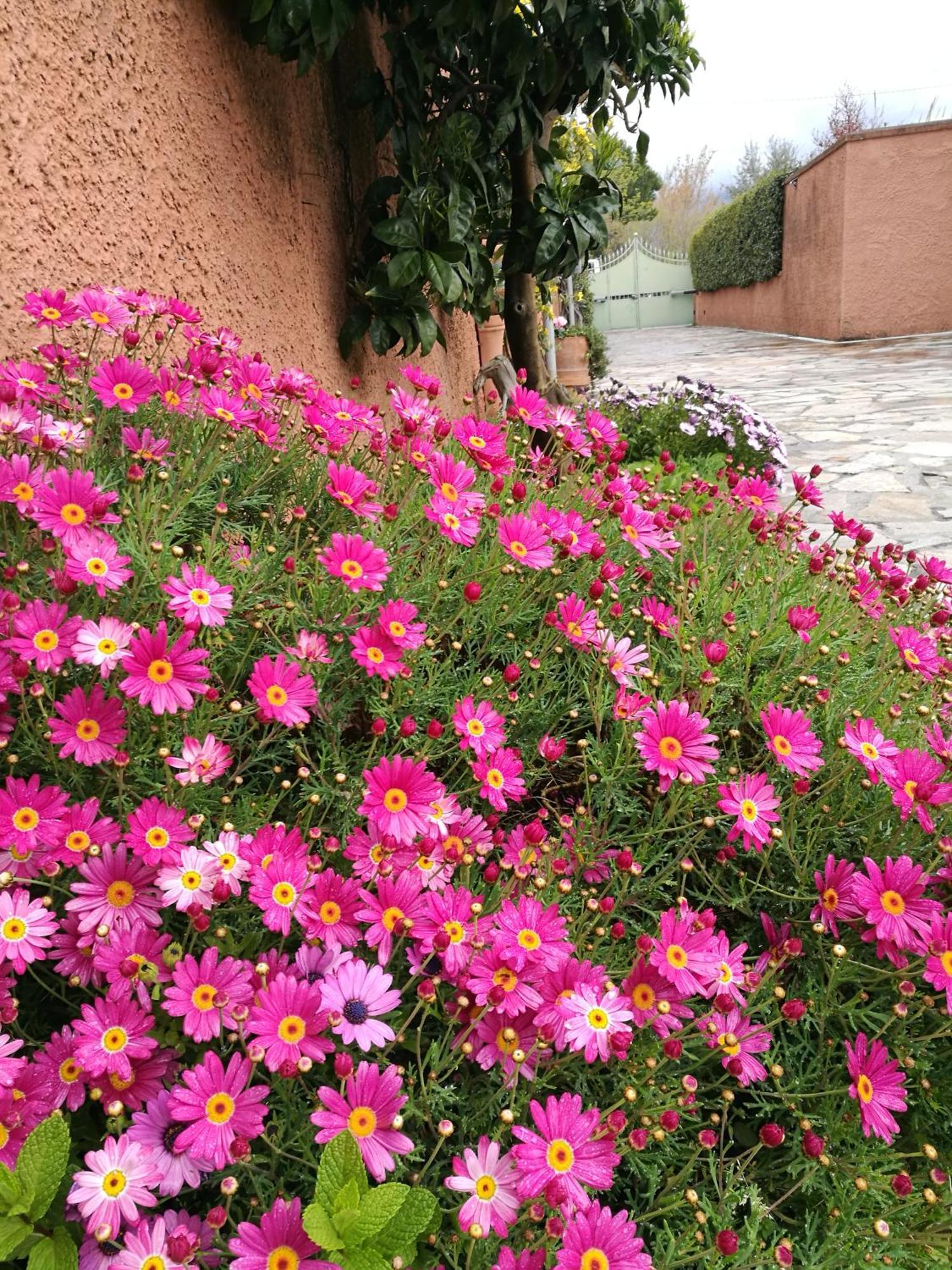 Giusy Bed And Breakfast Marina Di Carrara Exterior photo